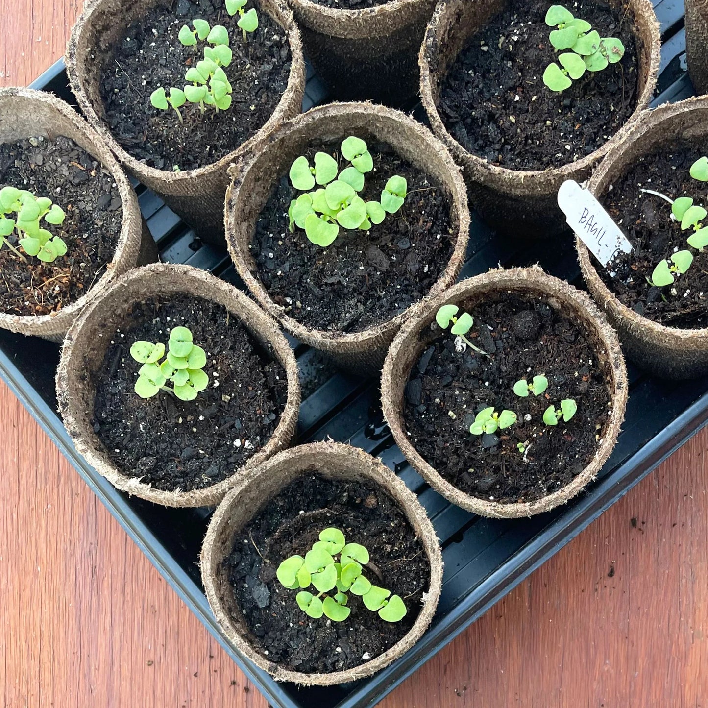 3" Peat Pots, (12 Pack)
