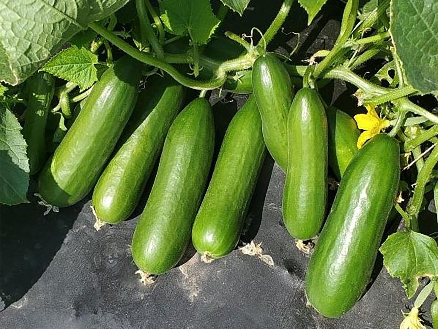 Organic Mini-Me Cucumber Seeds, 10+ Seeds, Vegetable Seeds, Organic Seeds, Non GMO, Garden Seeds, USA Grown