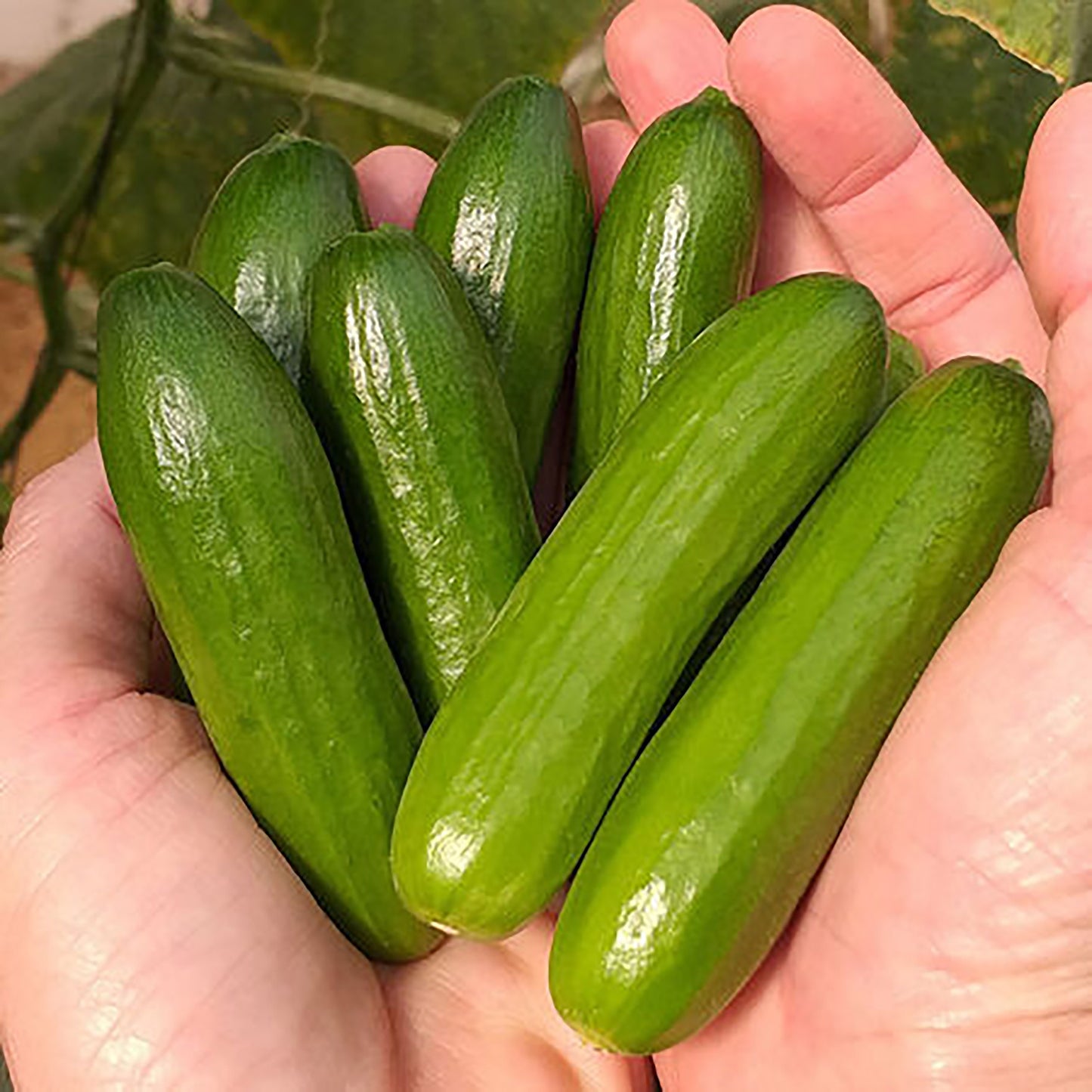 Organic Mini-Me Cucumber Seeds, 10+ Seeds, Vegetable Seeds, Organic Seeds, Non GMO, Garden Seeds, USA Grown