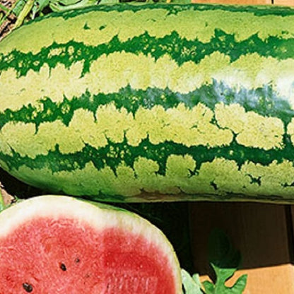 Garrisonian Watermelon Seeds | NON-GMO Watermelon Seeds | Heirloom Garden Seeds