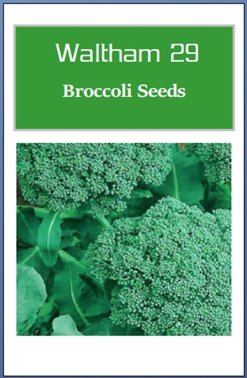Broccoli Seeds | NON-GMO Broccoli Seeds | Fresh Heirloom Garden Seeds