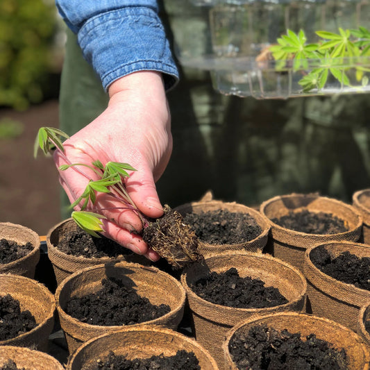 3" Peat Pots, (12 Pack)