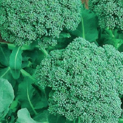 Broccoli Seeds | NON-GMO Broccoli Seeds | Fresh Heirloom Garden Seeds
