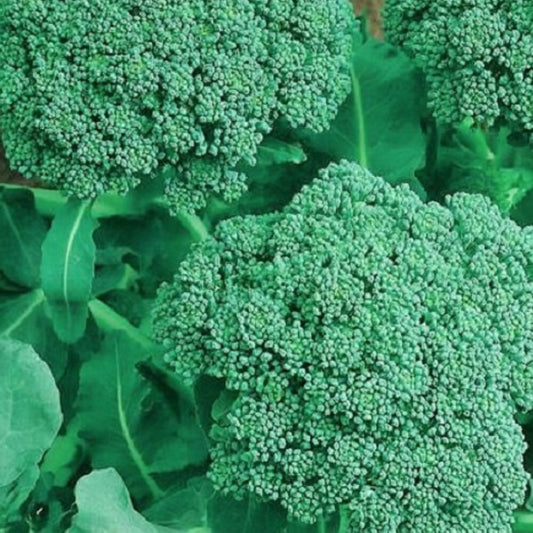 Broccoli Seeds | NON-GMO Broccoli Seeds | Fresh Heirloom Garden Seeds