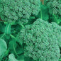 Broccoli Seeds | NON-GMO Broccoli Seeds | Fresh Heirloom Garden Seeds