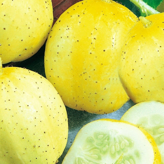 Lemon Cucumber Seeds | NON-GMO Cucumber Seeds | Heirloom Garden Seeds