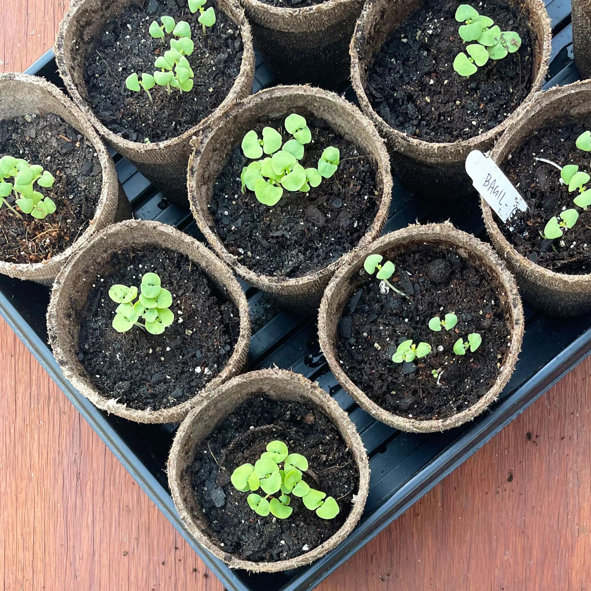 3" Peat Pots, (12 Pack)