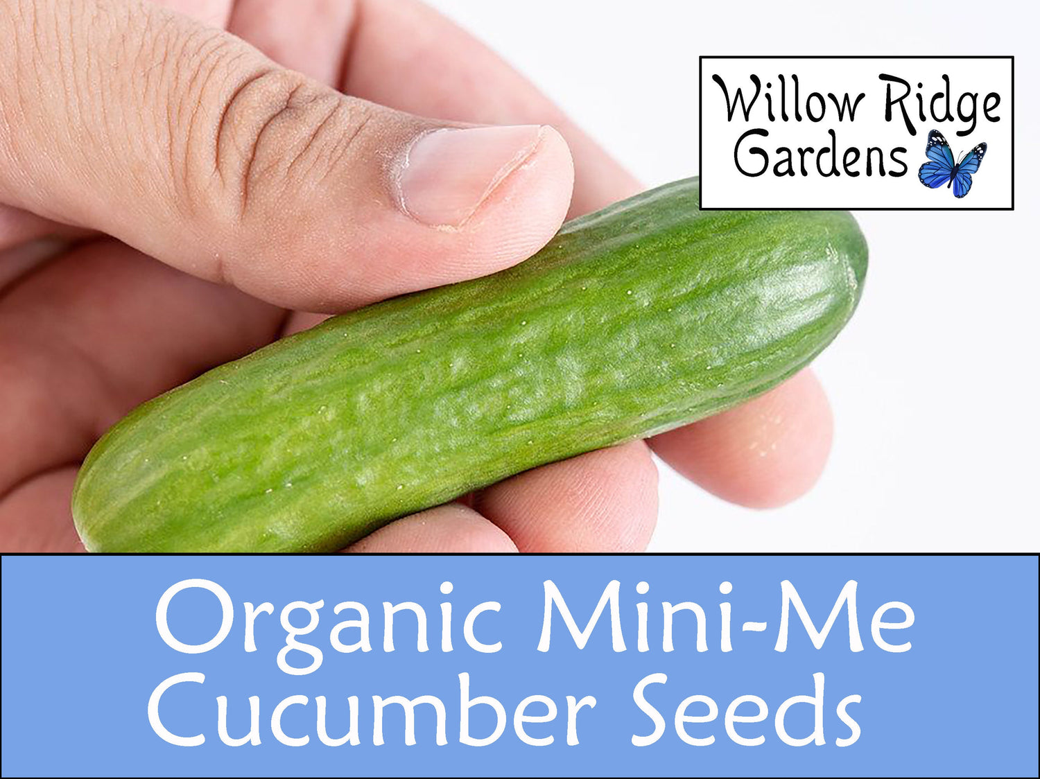 Organic Mini-Me Cucumber Seeds, 10+ Seeds, Vegetable Seeds, Organic Seeds, Non GMO, Garden Seeds, USA Grown