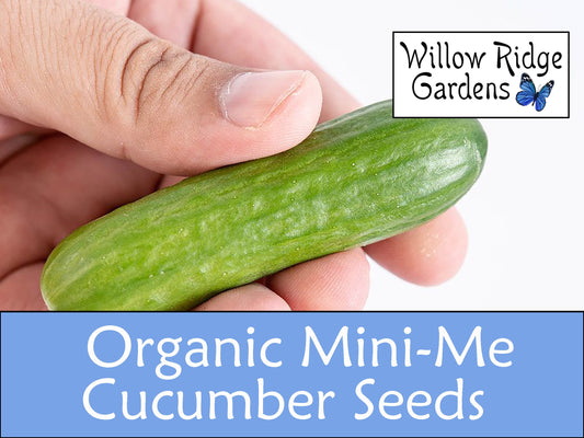 Organic Mini-Me Cucumber Seeds, 10+ Seeds, Vegetable Seeds, Organic Seeds, Non GMO, Garden Seeds, USA Grown